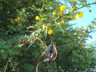 Karoo Thorn, Soetdoring
