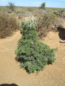 Karoo Thorn, Soetdoring