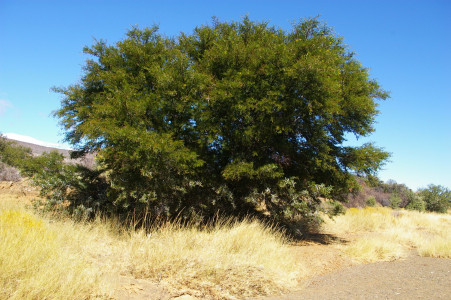 Karoo Thorn, Soetdoring