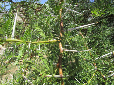 Karoo Thorn, Soetdoring