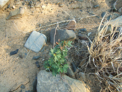 Karoo Thorn, Soetdoring