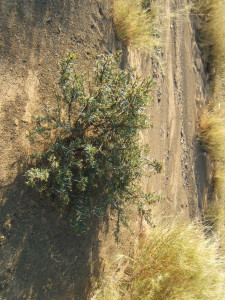 Karoo Thorn, Soetdoring