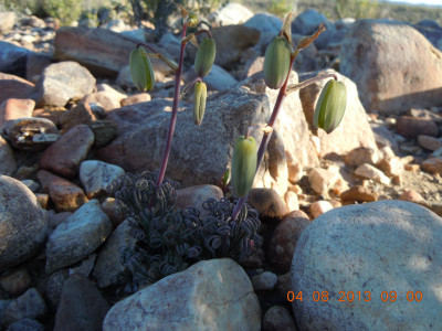 Corkscrew Lily