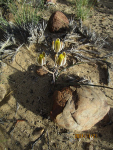 Narrow-Leaved Slime-Lily