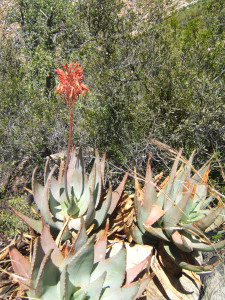 Kleinkaroo Aalwyn