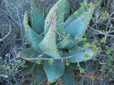 Kleinkaroo Aalwyn