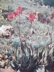 Kleinkaroo Aalwyn