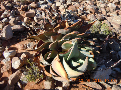 Kleinkaroo Aalwyn