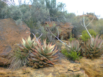 Kleinkaroo Aalwyn