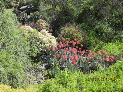 Kleinkaroo Aalwyn