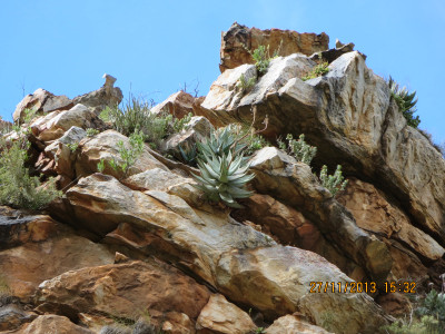 Kleinkaroo Aalwyn