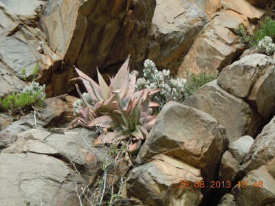 Coral Aloe, Makaalwyn, Streepaalwyn