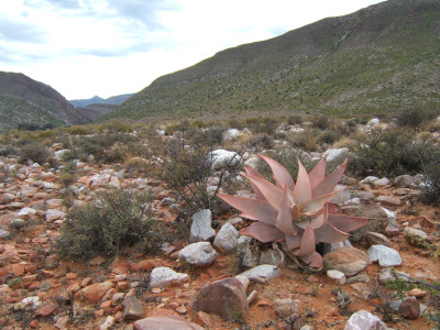 Coral Aloe, Makaalwyn, Streepaalwyn