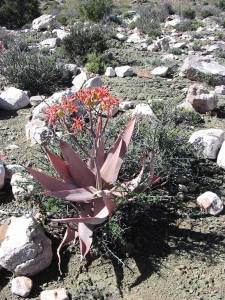 Coral Aloe, Makaalwyn, Streepaalwyn
