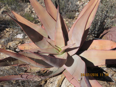 Coral Aloe, Makaalwyn, Streepaalwyn