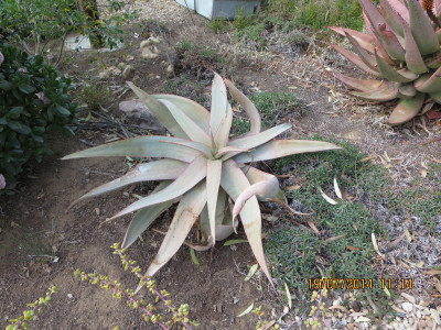 Coral Aloe, Makaalwyn, Streepaalwyn