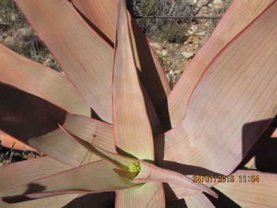 Coral Aloe, Makaalwyn, Streepaalwyn