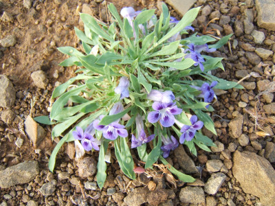Karoo Violet, Karooviooltjie, Veld Violet, Wild Violet