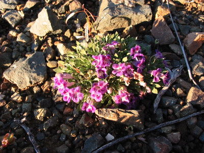 Karoo Violet, Karooviooltjie, Veld Violet, Wild Violet