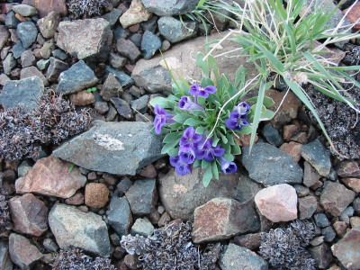Karoo Violet, Karooviooltjie, Veld Violet, Wild Violet