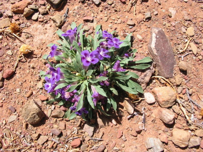 Karoo Violet, Karooviooltjie, Veld Violet, Wild Violet