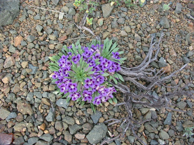 Karoo Violet, Karooviooltjie, Veld Violet, Wild Violet