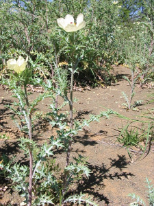 Bloudissel, Cape Weed, Marigold