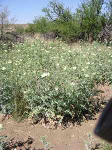 Bloudissel, Cape Weed, Marigold