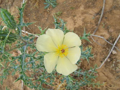 Bloudissel, Cape Weed, Marigold