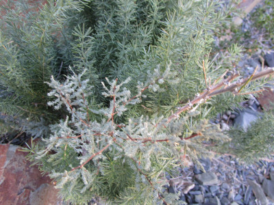 Haakdoring, Wild asparagus