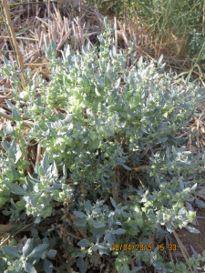 Mueller's Saltbush, Cape Saltbush, Vaalbrak, Karoobrakbossie