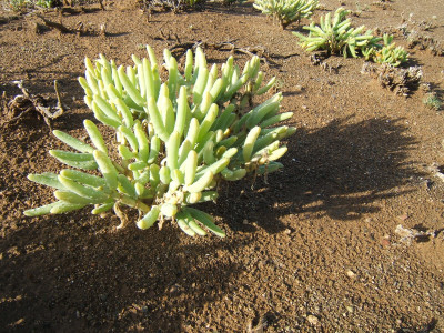Volstruisganna