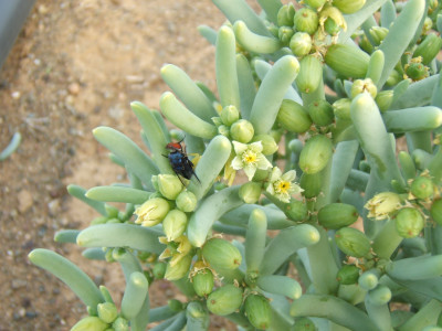 Volstruisganna