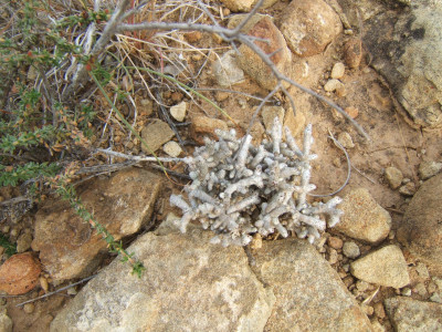 Moerbossie, Moerplantjie