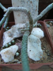 Moerbossie, Moerplantjie