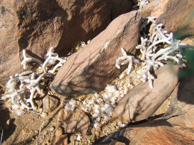 Moerbossie, Moerplantjie