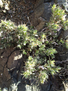 Skerpioenbos