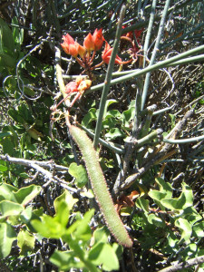 Leafless Wormbush, Swartstorm