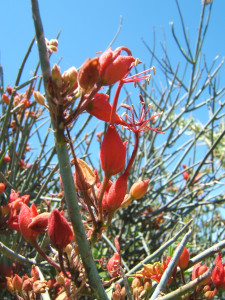 Leafless Wormbush, Swartstorm