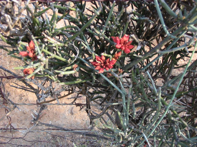 Leafless Wormbush, Swartstorm
