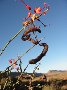 Leafless Wormbush, Swartstorm