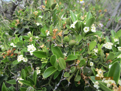 Karoo Num-Num, Lemoendoring; Noem-Noem, Noemnoembessie, Num-Num