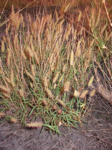 Buffelgras