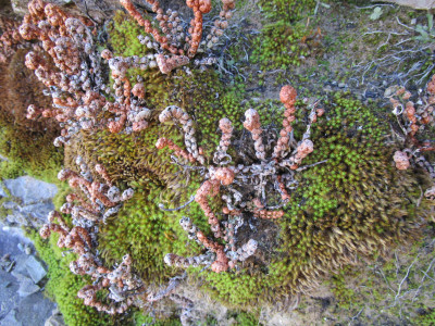 Resurrection Fern in moss