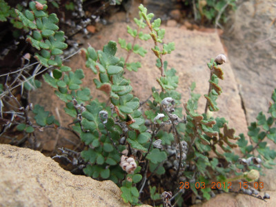 Resurrection Fern