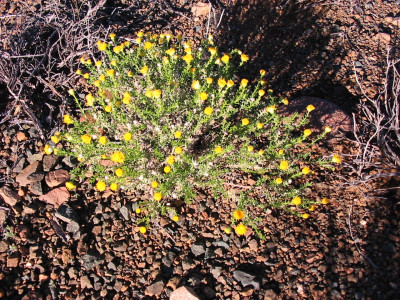 Bitterbos, Beesbos