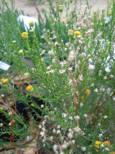 Bitterbos, Beesbos