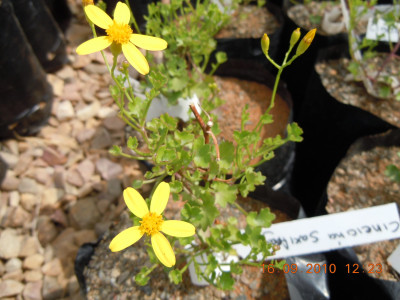 Wild Cineraria