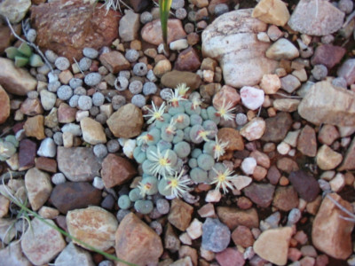 Clock Plant, Button Mesem