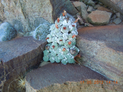 Clock Plant, Button Mesem